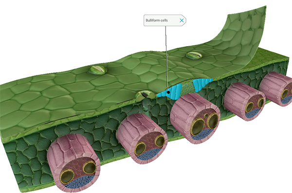 monocot-dicot-blog-bulliform-cells-vbio-blog